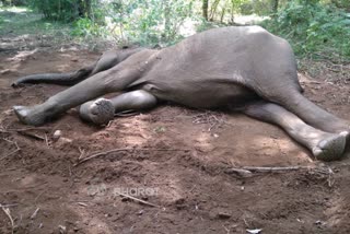 Sathyamangalam Wildlife Sanctuary  காட்டு யானைகள் உயிரிழப்பு  ஈரோடு செய்திகள்  three elephant died  சத்தியமங்கலம் புலிகள் காப்பகம்  elephant died in Sathyamangalam Wildlife Sanctuary