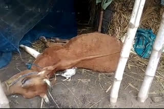 Several cow died for unidentified diseases at Nagaon