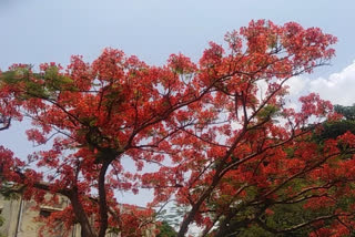 gulmohar-flower