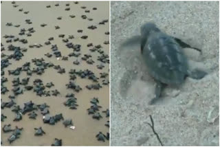 Olive Ridley turtles