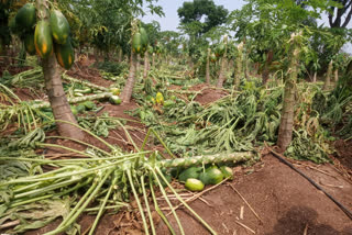 papaya Destroy  in hunasagi