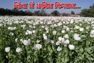 jhalawar poppy news, jhalawar news in hindi