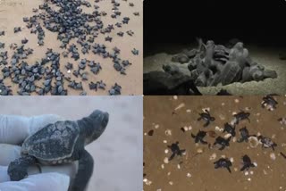 Hundreds of Olive Ridley turtles make their way to the sea after hatching from their nests buried in sand at Odisha’s Rushikulya beach today.