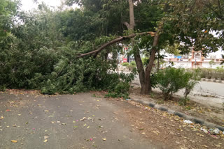 tree fell on the road due to dust storm in Dwarka