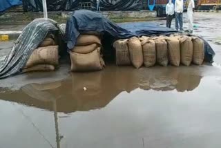 wheat soaked in anaj mandi of yamunanagar due to rain