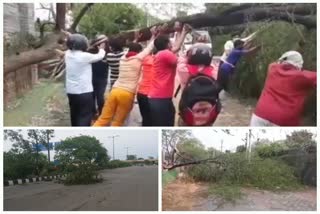 trees were uprooted by the storm and heavy rain in delhi
