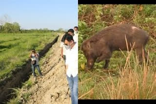 Assam government  African swine flu  wildlife sanctuaries in Assam  COVID-19 pandemic  Coronavirus outbreak  COVID-19 scare  Guwahati  ആഫ്രിക്കൻ പന്നിപ്പനി  അസമിൽ ചെറു കനാലുകളുടെ നിർമാണം ആരംഭിച്ചു  അസം വനംവകുപ്പ്  വെറ്ററിനറി മന്ത്രി അതുൽ ബോറ