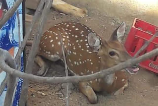 Spotted Deer, Chased By Leopard, Crashes Through Roof Of House In Mumbai