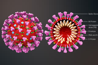 corona virus