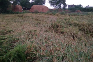 Heavy rain destroyed paddy crop in gangavathi