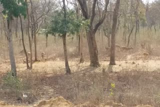 Deer came to the roadside for water in Katni