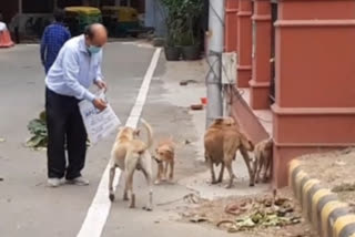 dr depak gupta from delhi daily feeding stray animals