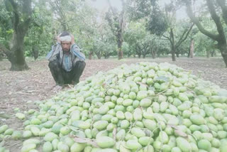 आम की फसल बर्बाद