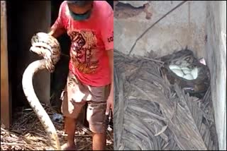 couple of python found in  Crib