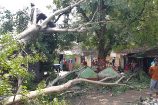 Tree break down in Durgapur