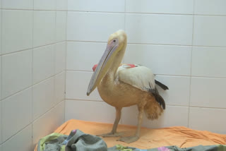 Unusual orange pelican rescued by Israeli vets