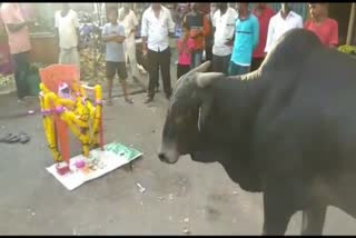 bull visits to see the monkey deadbody