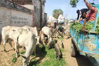 food crisis in lockdown, service of animals