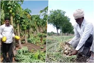 unseasonable rain onion and papaya crop damage amravati