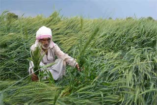 srinagar crops ruined