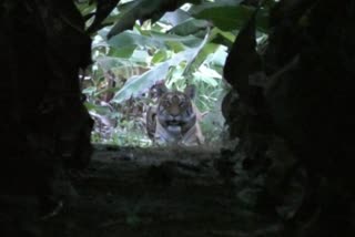 tiger in banana farm