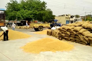 online wheat procurement system in rohtak made trouble for farmers and traders