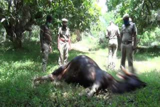 In Theni Pregnant wild cow died