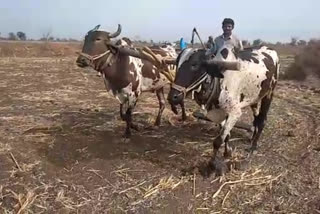 Farmers preparing for  sowing