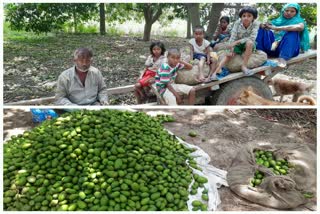 rain and storm destroyed mango crops in ghaziabad