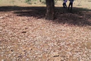 कृषि विभाग टिड्डी लेकर अलर्ट, Agriculture Department Alert Locust