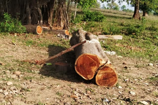 Taking advantage of the lockdown, active timber traders