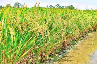 Professor Jayashankar Agricultural University is launching a new experiment to help farmers who are suffering from heavy financial costs and cost of cultivation of seeds of private seed companies.