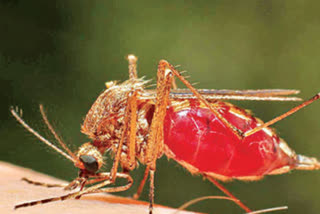 Measures to prevent mosquitoes in bhadhradri kothagudem district