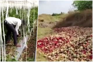 farmers in yeola uprooted millions shimla peppers crops due