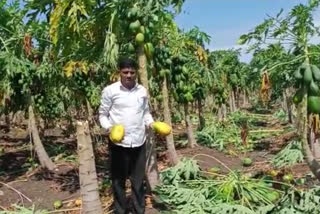Untimely rain damages crop in Amravati
