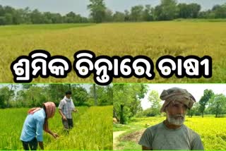farmers-in-remata-village-are-worried-about-their-crops-for-harvesting
