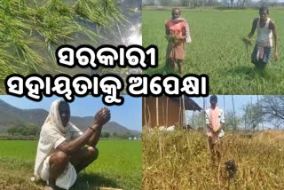 farmer-faceing-various-problems-on-thunderstorm-in-nuapada-need-govt-assistance