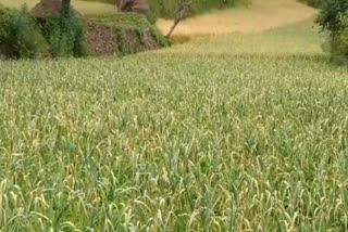 garlic production sirmaur