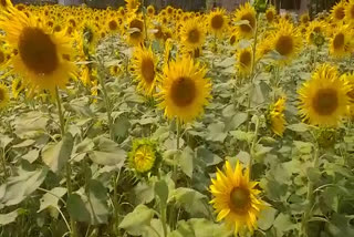 Farming of Sunflower at nalbari , Earn money by Farming