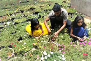 Portulaca flower garden  ഹബീബ് പത്തുമണിത്തോട്ടം  പത്തുമണി പൂവ്  കോഡൂര്‍ ഹബീബ്  സിൻഡ്രല്ല പത്തുമണി പൂവ്  പർസലൈൻ