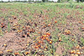 Rangareddy District Vegetable farmers latest news