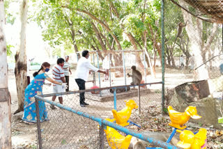 మూగజీవాలకు అండగా నిత్య సురభి సంస్థ