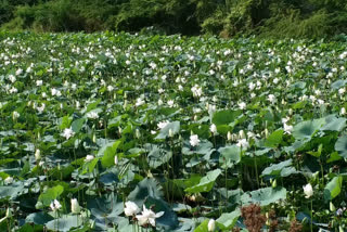 flowers in krishna district