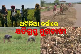 the-plight-of-the-mug-farmers-over-thunderstorm-in-jajpur