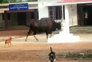 wild gaur spotted in Udupi Roads