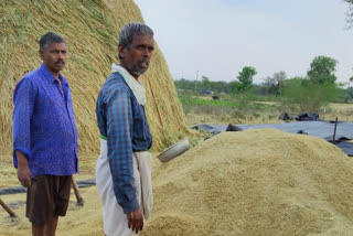 premature rain in rajanna siricilla district