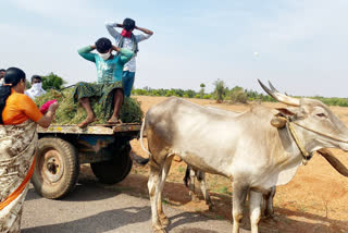 MLA provided by masks to farmers who are riding on a bullock cart