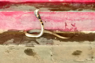 Snake was found at Shimoga traffic Police Station