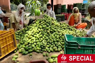 Mango crop wasted due to storm