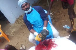 cow surgery